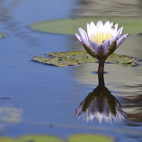 Buy canvas prints of  African Water Lily by Angela Starling