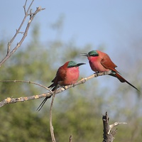 Buy canvas prints of  Sourthern carmine Bee Eaters by Angela Starling