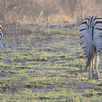 Buy canvas prints of  Zebra bums by Angela Starling