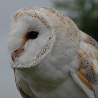 Buy canvas prints of  Barn Owl by Angela Starling