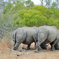 Buy canvas prints of  White Rhinoceros by Angela Starling