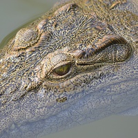 Buy canvas prints of  African Crocodile by Angela Starling
