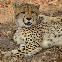 Buy canvas prints of  Cheetah relaxing by Angela Starling