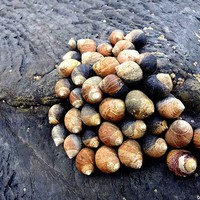 Buy canvas prints of  Snails clinging to the rocks on Borth Beach by Angela Starling
