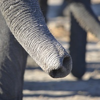 Buy canvas prints of  Elephant Trunks by Angela Starling