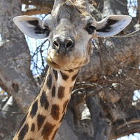 Buy canvas prints of African Giraffe. by Angela Starling