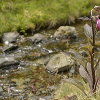 Buy canvas prints of  Foxglove infront of a sparkling stream. by Angela Starling
