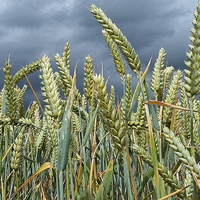 Buy canvas prints of  A Stormy day in a Wheat field in Herefordshire. by Angela Starling