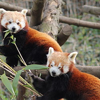Buy canvas prints of Red Pandas by John Mitchell