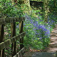 Buy canvas prints of Bluebell Path by John Mitchell