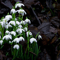 Buy canvas prints of  Snowdrops by Svetlana Sewell