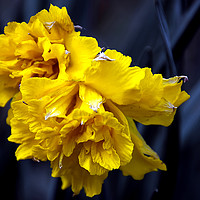 Buy canvas prints of  Double Daffodil by Svetlana Sewell