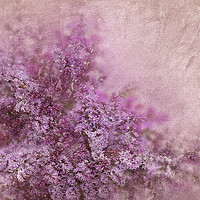 Buy canvas prints of  Lilac  by Svetlana Sewell