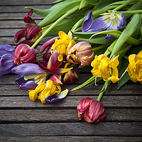 Buy canvas prints of  Last breath of Tulips by Svetlana Sewell