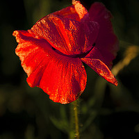 Buy canvas prints of  Red Poppy by Svetlana Sewell