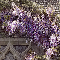 Buy canvas prints of  Wisteria by Svetlana Sewell