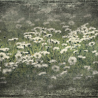 Buy canvas prints of  Daisy by Svetlana Sewell