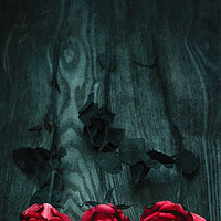 Buy canvas prints of  Three Roses by Svetlana Sewell