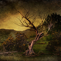 Buy canvas prints of  Dead Tree by Svetlana Sewell