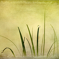 Buy canvas prints of  Abstract Grass by Svetlana Sewell