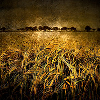 Buy canvas prints of  Wheat  by Svetlana Sewell