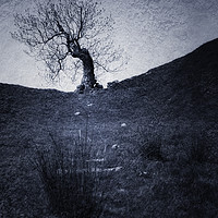 Buy canvas prints of  Mystery Tree by Svetlana Sewell