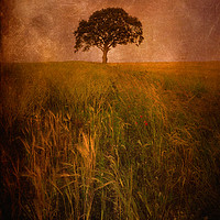 Buy canvas prints of  Lonely Tree by Svetlana Sewell