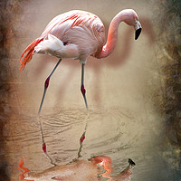 Buy canvas prints of flamingo by Svetlana Sewell