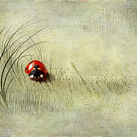 Buy canvas prints of  Ladybird  by Svetlana Sewell