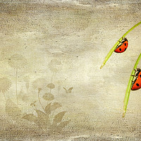 Buy canvas prints of  Ladybirds by Svetlana Sewell