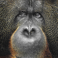 Buy canvas prints of  Orangutan by Svetlana Sewell