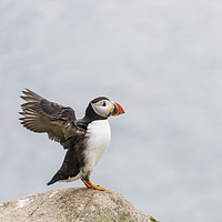 Buy canvas prints of  Puffin by Svetlana Sewell