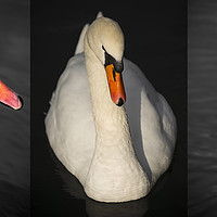 Buy canvas prints of  Swan close up by Svetlana Sewell