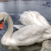 Buy canvas prints of  Swans by Svetlana Sewell