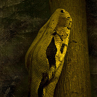 Buy canvas prints of Snake by Svetlana Sewell