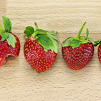 Buy canvas prints of  For strawberries lovers by Svetlana Sewell