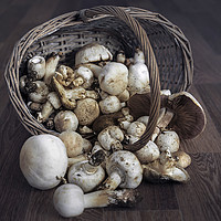 Buy canvas prints of  Mushrooms by Svetlana Sewell