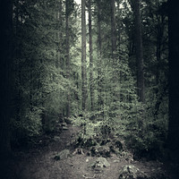 Buy canvas prints of  Moody Forest by Svetlana Sewell