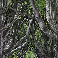 Buy canvas prints of  Dark hedges by Svetlana Sewell