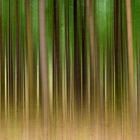 Buy canvas prints of  Abstract Forest by Svetlana Sewell
