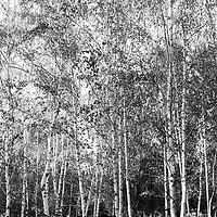 Buy canvas prints of  Burch Trees by Svetlana Sewell