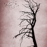 Buy canvas prints of  Bare Tree by Svetlana Sewell