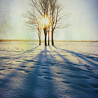 Buy canvas prints of  Winter Sun by Svetlana Sewell