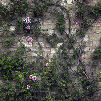 Buy canvas prints of  Rose Wall by Svetlana Sewell