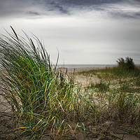 Buy canvas prints of Beach Grass by Svetlana Sewell