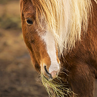 Buy canvas prints of Horse by Svetlana Sewell