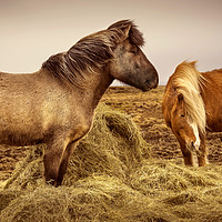 Buy canvas prints of Icelandic Horses by Svetlana Sewell