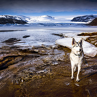 Buy canvas prints of Glacier Guardian  by Svetlana Sewell