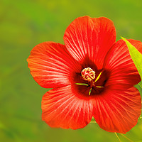 Buy canvas prints of Hibiscus by Svetlana Sewell