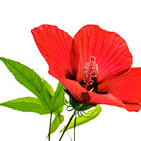 Buy canvas prints of Red hibiscus                             by Svetlana Sewell